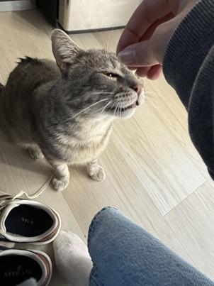 Bernie, Adoptable, Adult Male Domestic Short Hair & Tabby.