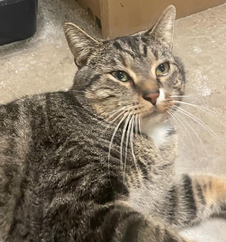 Beefcake, Adult Male Tabby