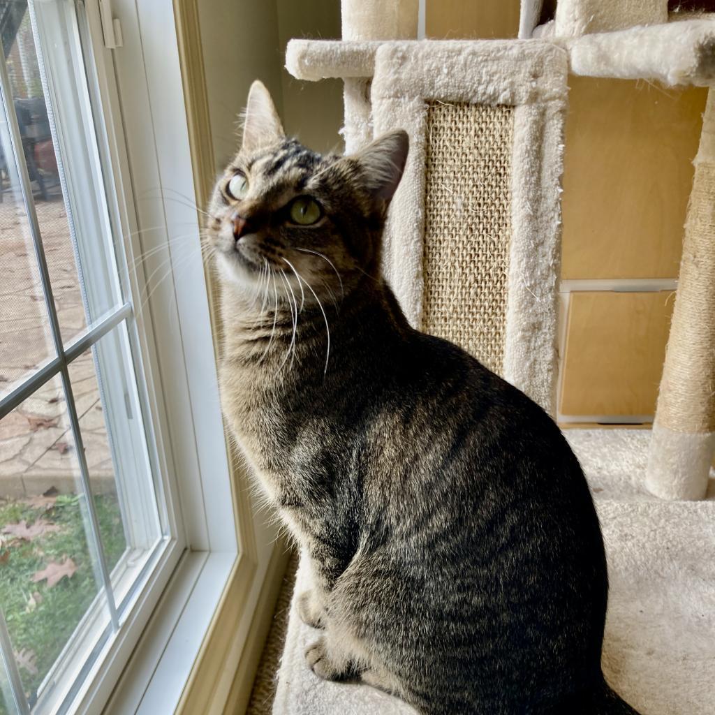 Twiggy, Adoptable, Adult Female Domestic Short Hair.