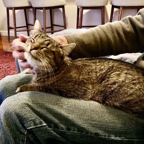 Twiggy, Adoptable, Adult Female Domestic Short Hair.