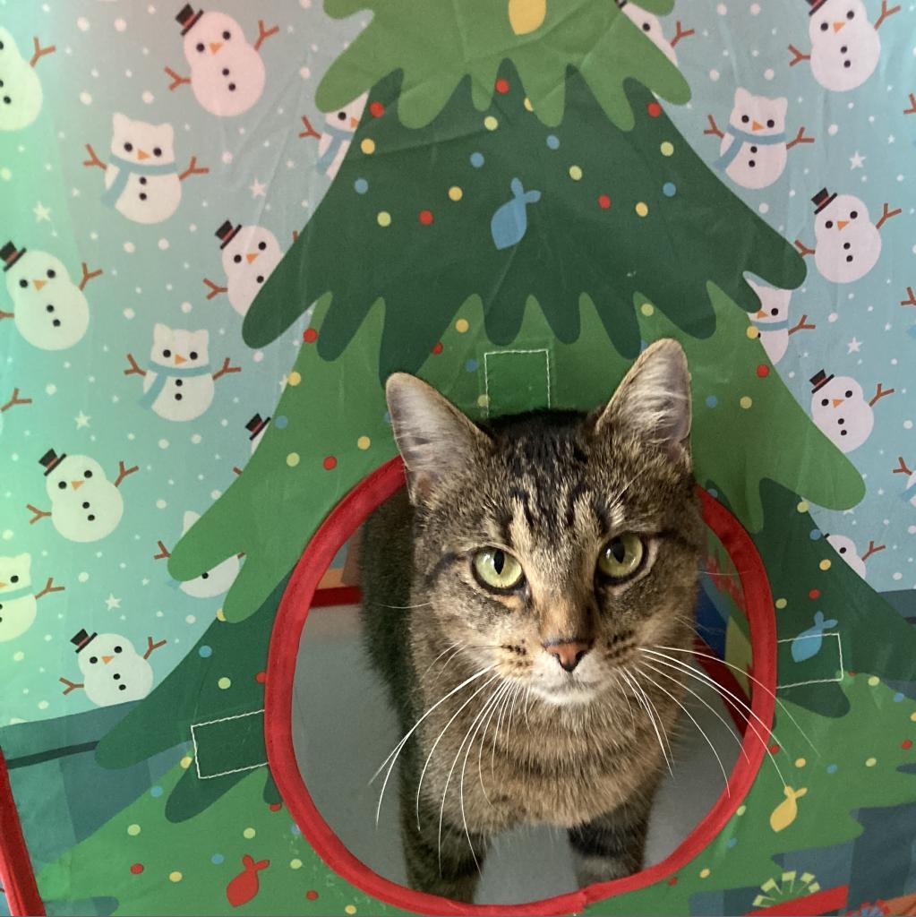 Twiggy, a Adoptable Domestic Short Hair in Union, MO image 3/6