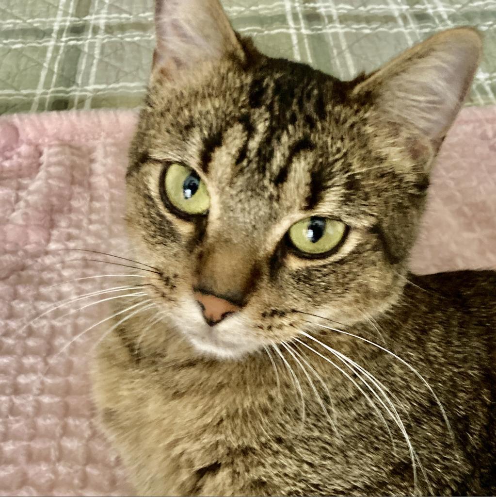 Twiggy, a Adoptable Domestic Short Hair in Union, MO image 4/6