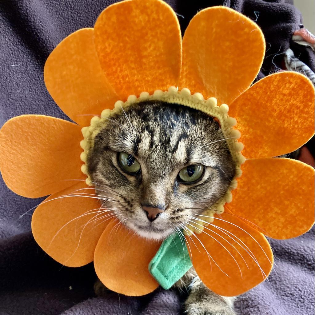 Twiggy, a Adoptable Domestic Short Hair in Union, MO image 5/6