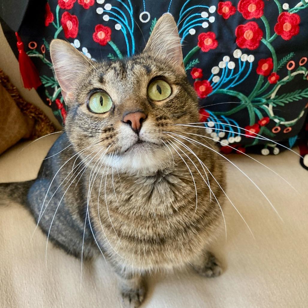 Twiggy, a Adoptable Domestic Short Hair in Union, MO image 6/6