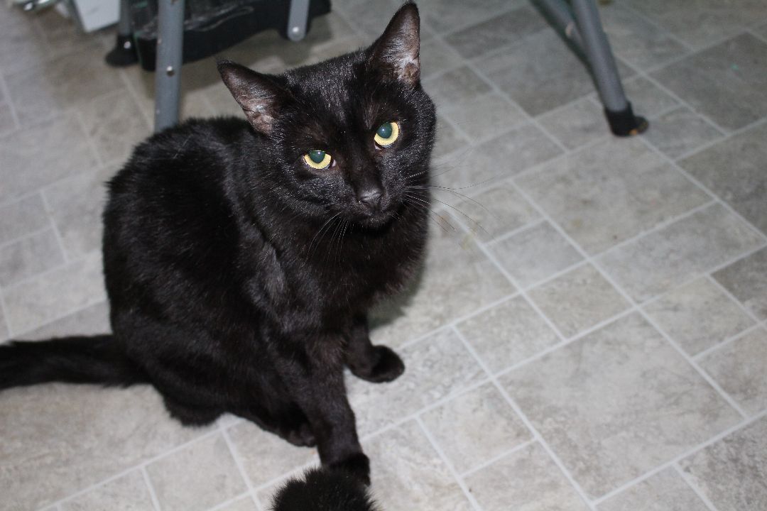 Slick, Adult Male Domestic Short Hair