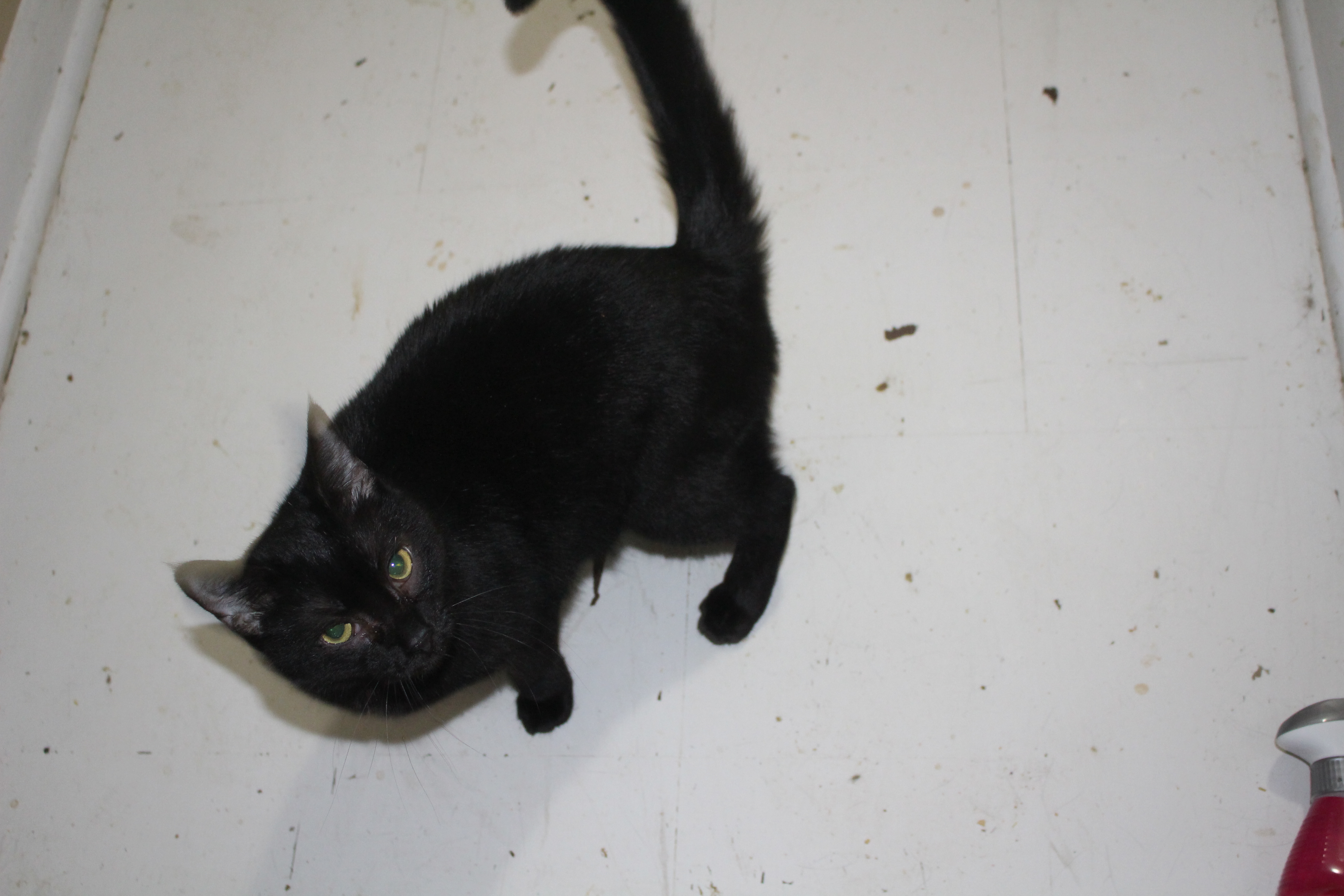 Slick, a Adoptable mixed breed in Stahlstown, PA image 2/6