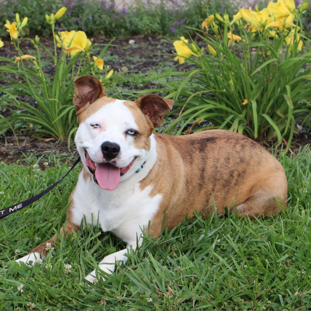 CLOVER - Paws Behind Bars Trained, Adoptable, Adult Female Terrier & Boxer.
