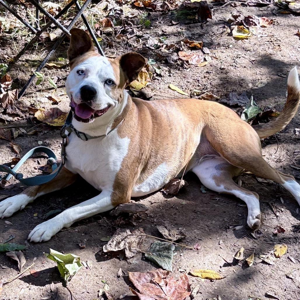 CLOVER - Paws Behind Bars Trained, a Adoptable mixed breed in La Grange, KY image 2/6
