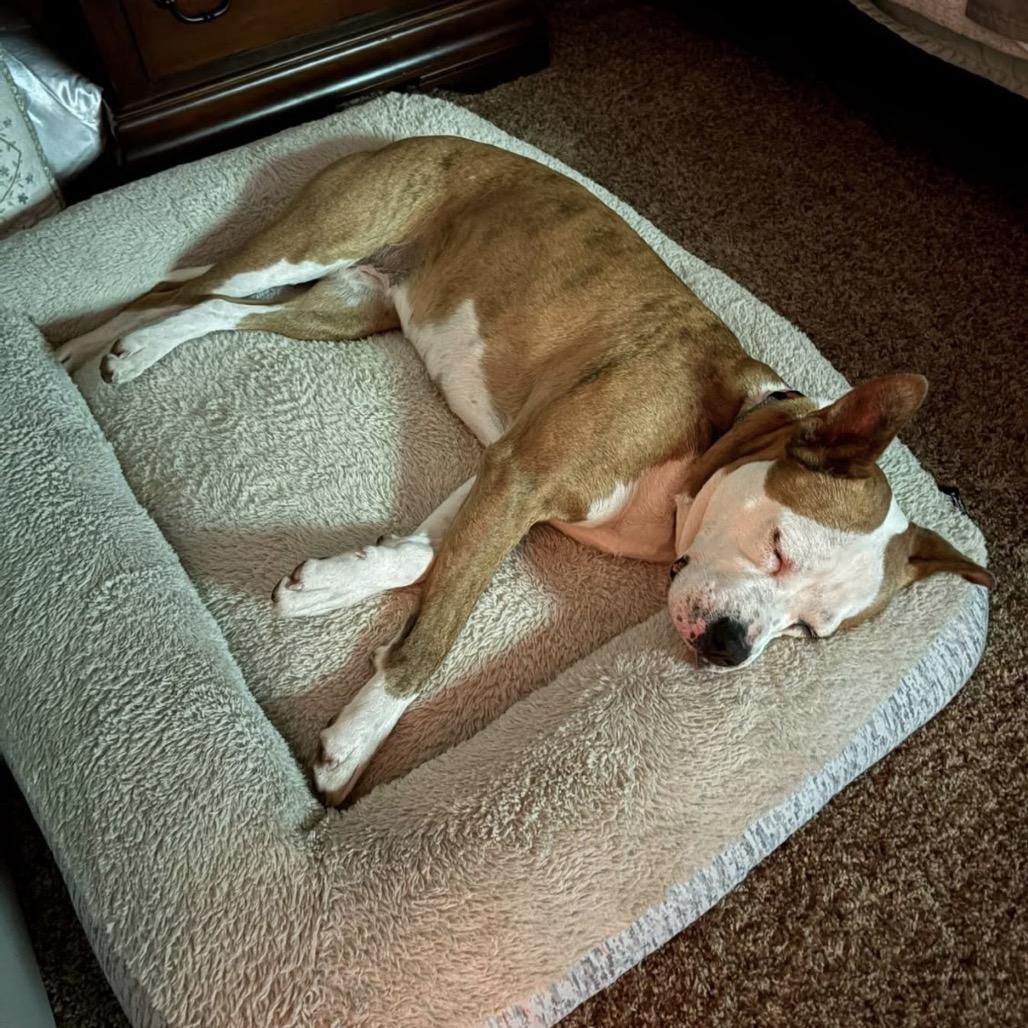 CLOVER - Paws Behind Bars Trained, a Adoptable mixed breed in La Grange, KY image 2/6