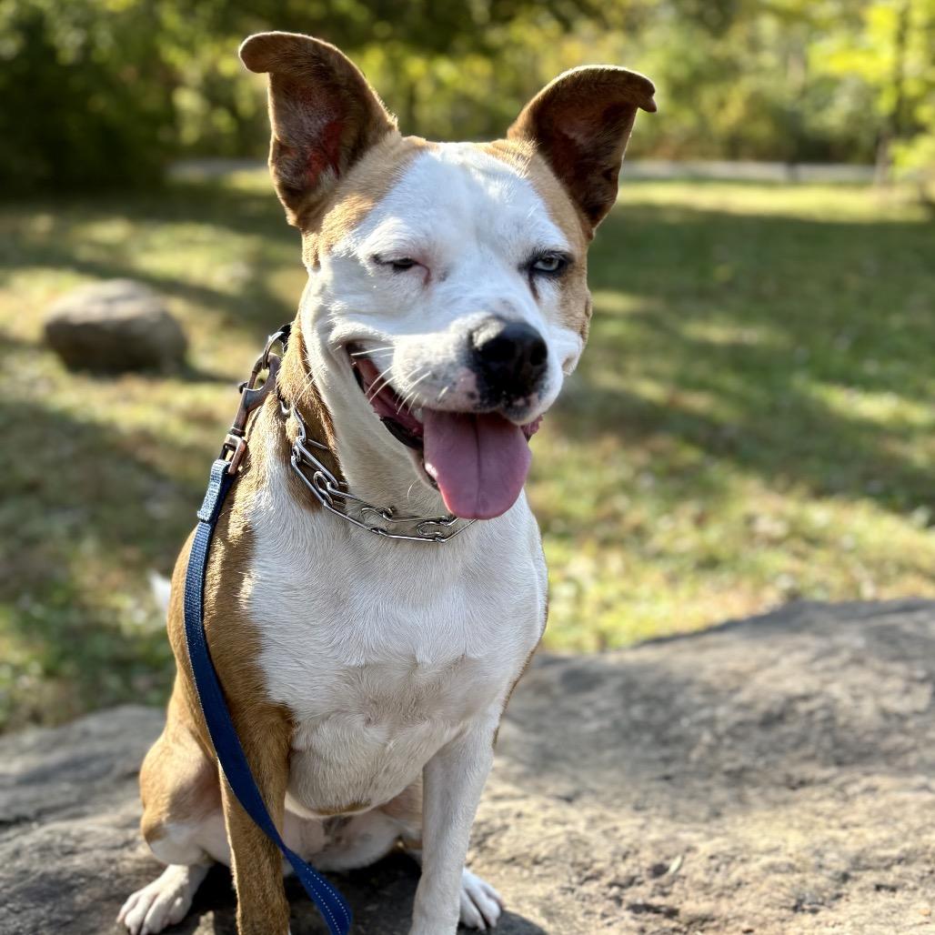 CLOVER - Paws Behind Bars Trained, a Adoptable mixed breed in La Grange, KY image 3/6