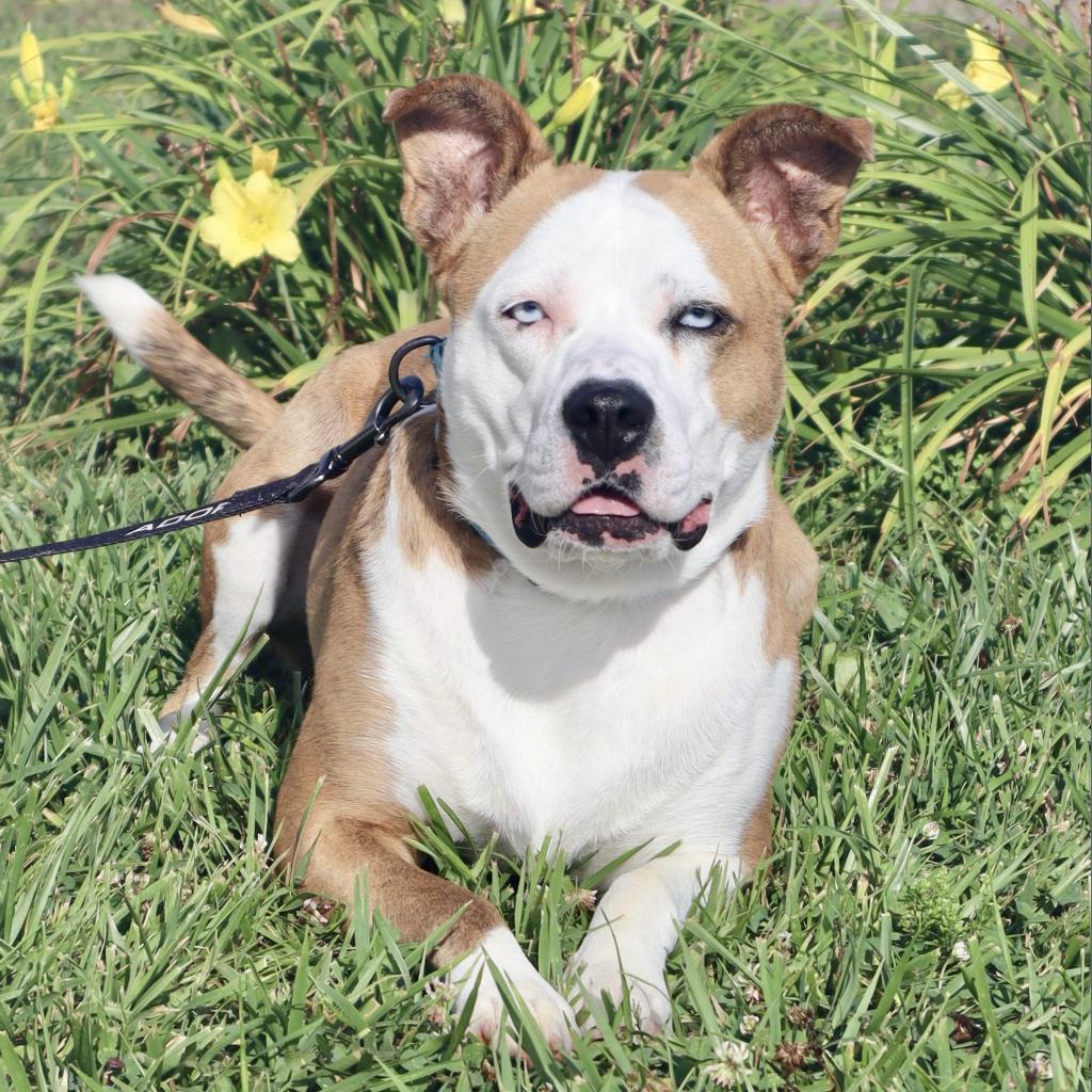 CLOVER - Paws Behind Bars Trained, a Adoptable mixed breed in La Grange, KY image 6/6