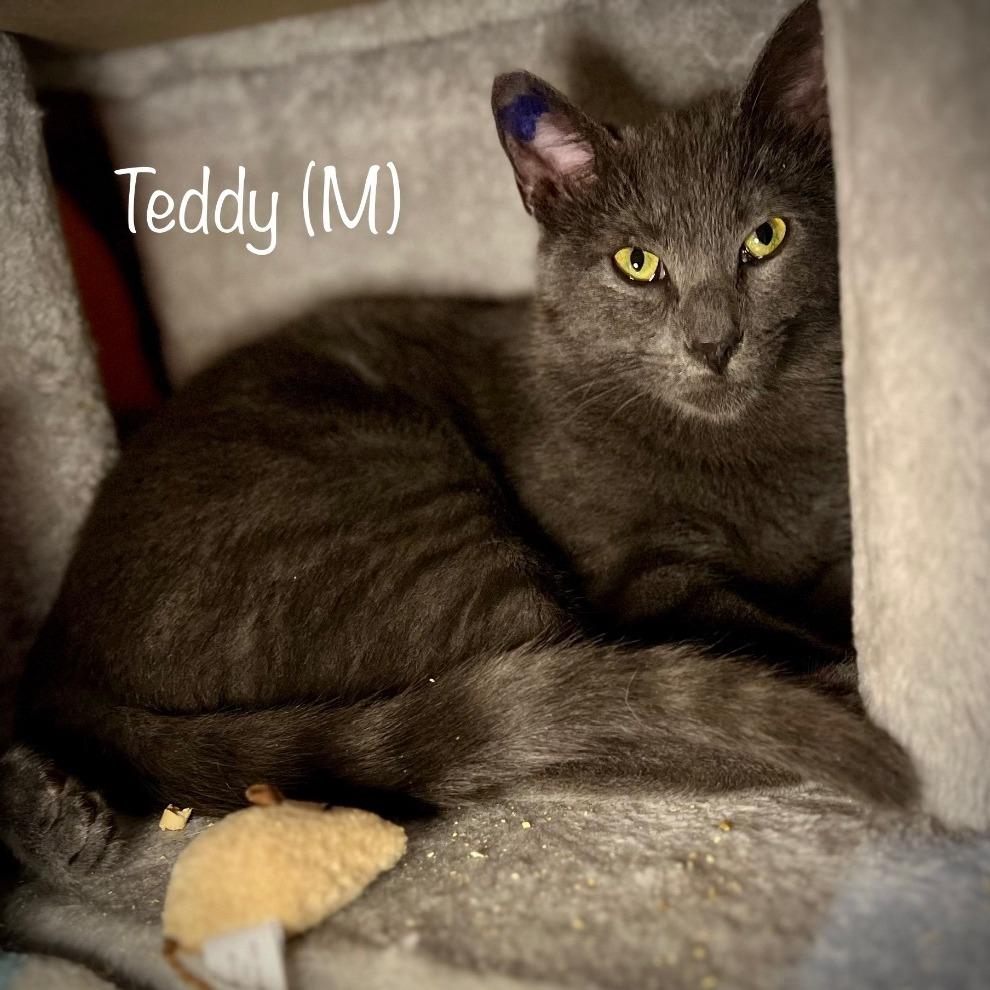 Teddy, Adoptable, Adult Male Domestic Short Hair.