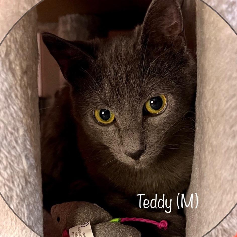 Enlarge Teddy, a Adoptable Domestic Short Hair in Tulsa, OK image 2/6