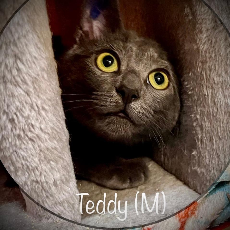 Enlarge Teddy, a Adoptable Domestic Short Hair in Tulsa, OK image 3/6