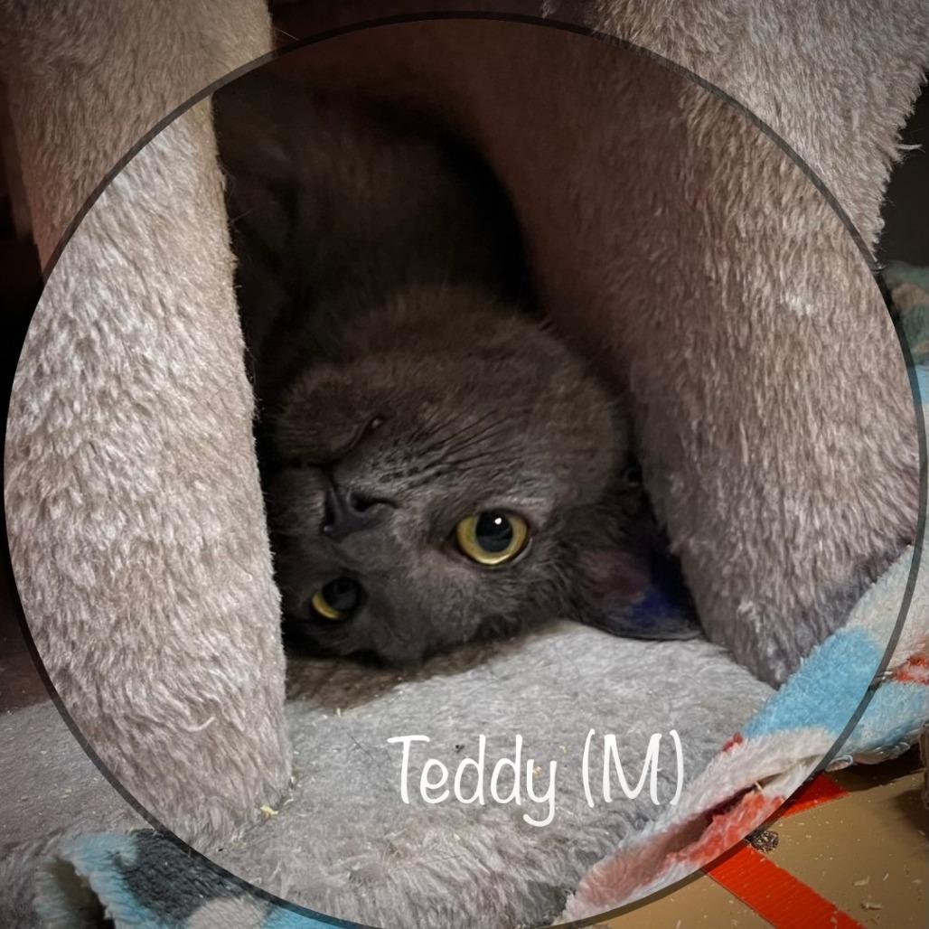 Enlarge Teddy, a Adoptable Domestic Short Hair in Tulsa, OK image 4/6