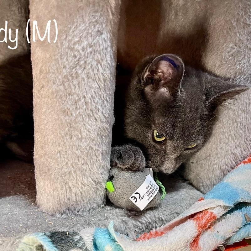 Enlarge Teddy, a Adoptable Domestic Short Hair in Tulsa, OK image 5/6