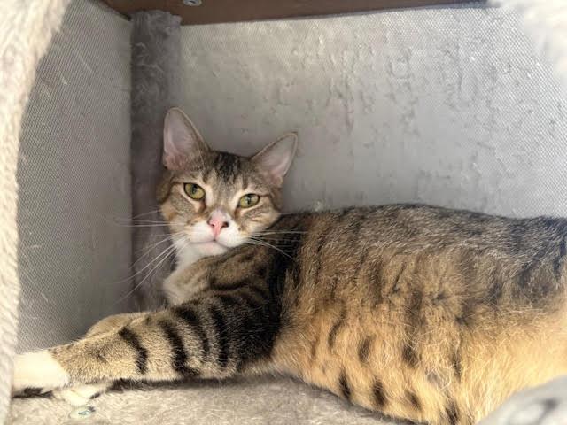 Enlarge Jelly Bean, a Adoptable Domestic Short Hair in Centralia, IL image 2/2