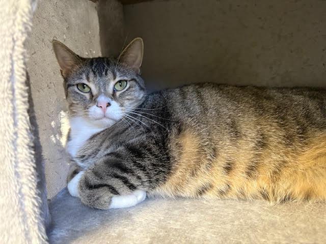 Enlarge Jelly Bean, a Adoptable Domestic Short Hair in Centralia, IL image 1/2