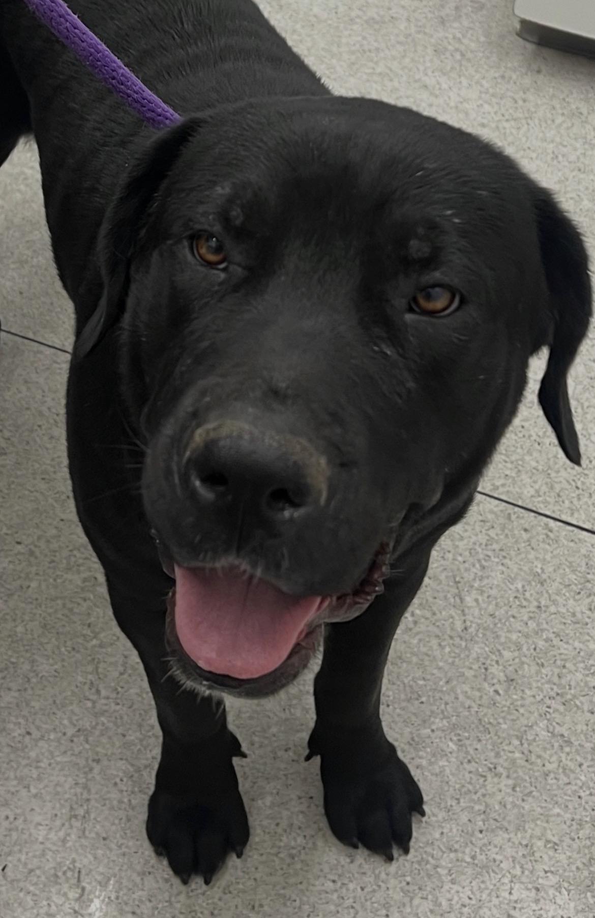 Luna, ADOPTABLE, Adult Female Cane Corso & Great Dane.