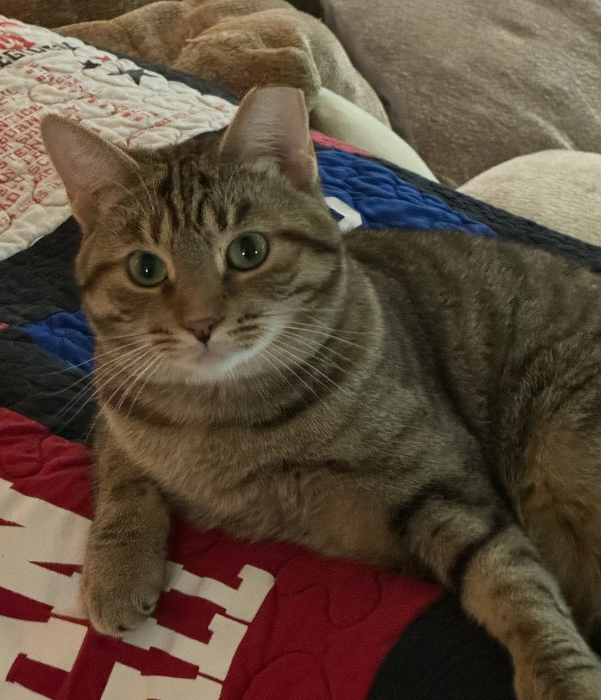 Enlarge CW, a Adoptable Tabby in Logansport, IN image 1/1