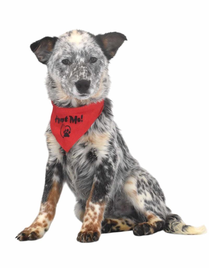 Rodeo, Adoptable, Young Male Australian Cattle Dog / Blue Heeler.