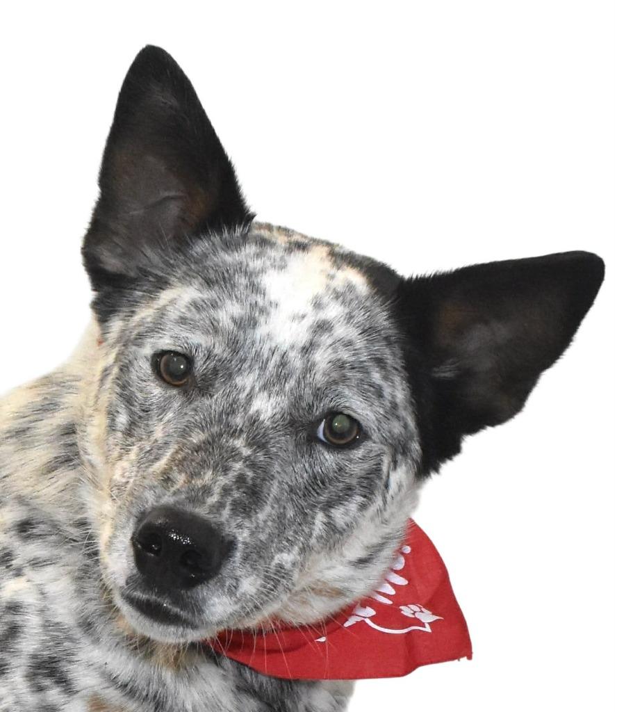 Enlarge Rodeo, a Adoptable Australian Cattle Dog / Blue Heeler in Springfield, OH image 2/6