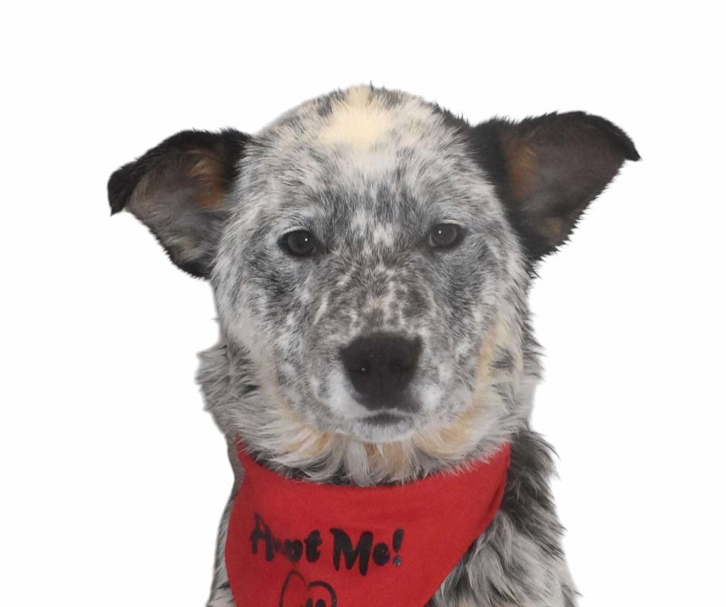 Enlarge Rodeo, a Adoptable Australian Cattle Dog / Blue Heeler in Springfield, OH image 3/6