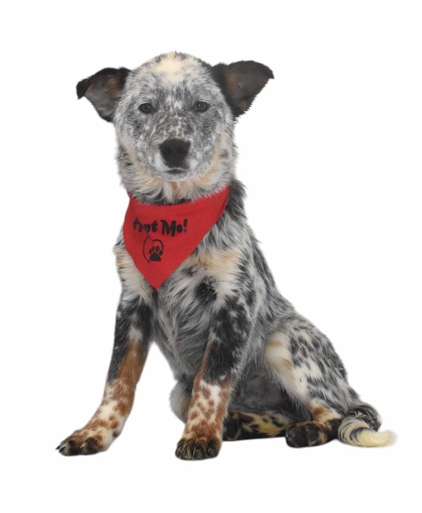 Enlarge Rodeo, a Adoptable Australian Cattle Dog / Blue Heeler in Springfield, OH image 4/6