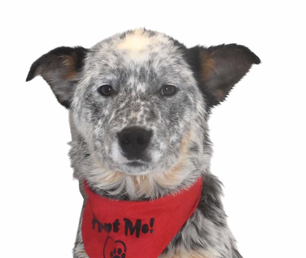 Enlarge Rodeo, a Adoptable Australian Cattle Dog / Blue Heeler in Springfield, OH image 5/6