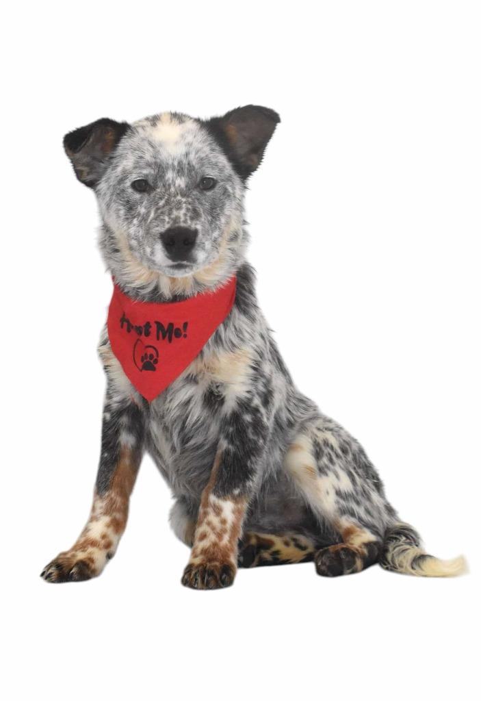 Enlarge Rodeo, a Adoptable Australian Cattle Dog / Blue Heeler in Springfield, OH image 6/6