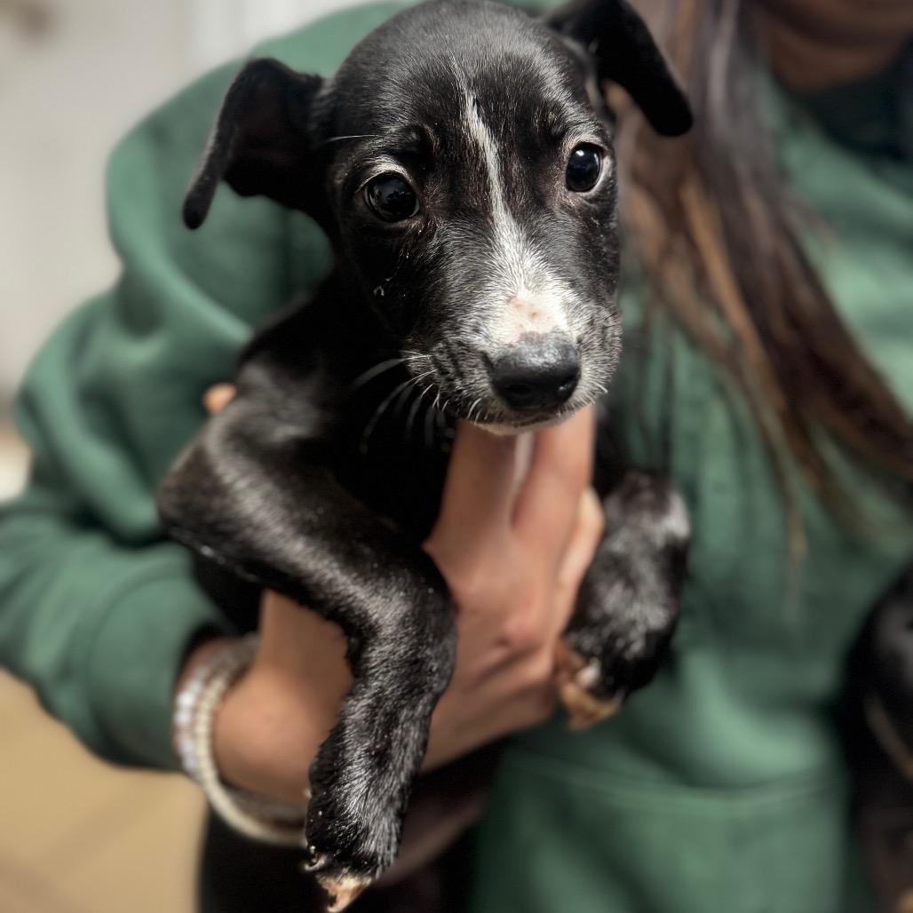 ariel, Adoptable, Puppy Female Black Labrador Retriever.