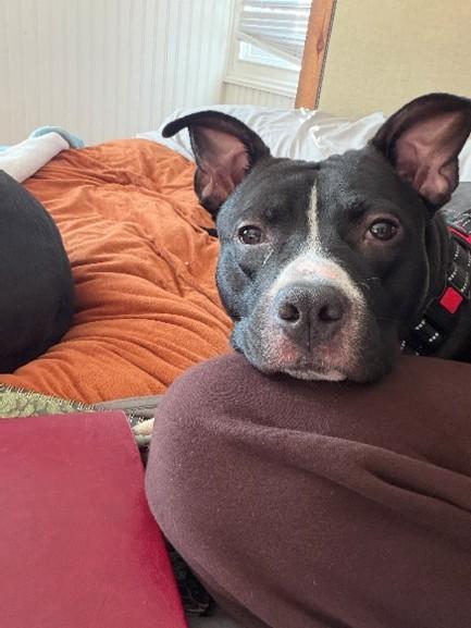 Mason, Adoptable, Young Male Pit Bull Terrier & Mixed Breed.