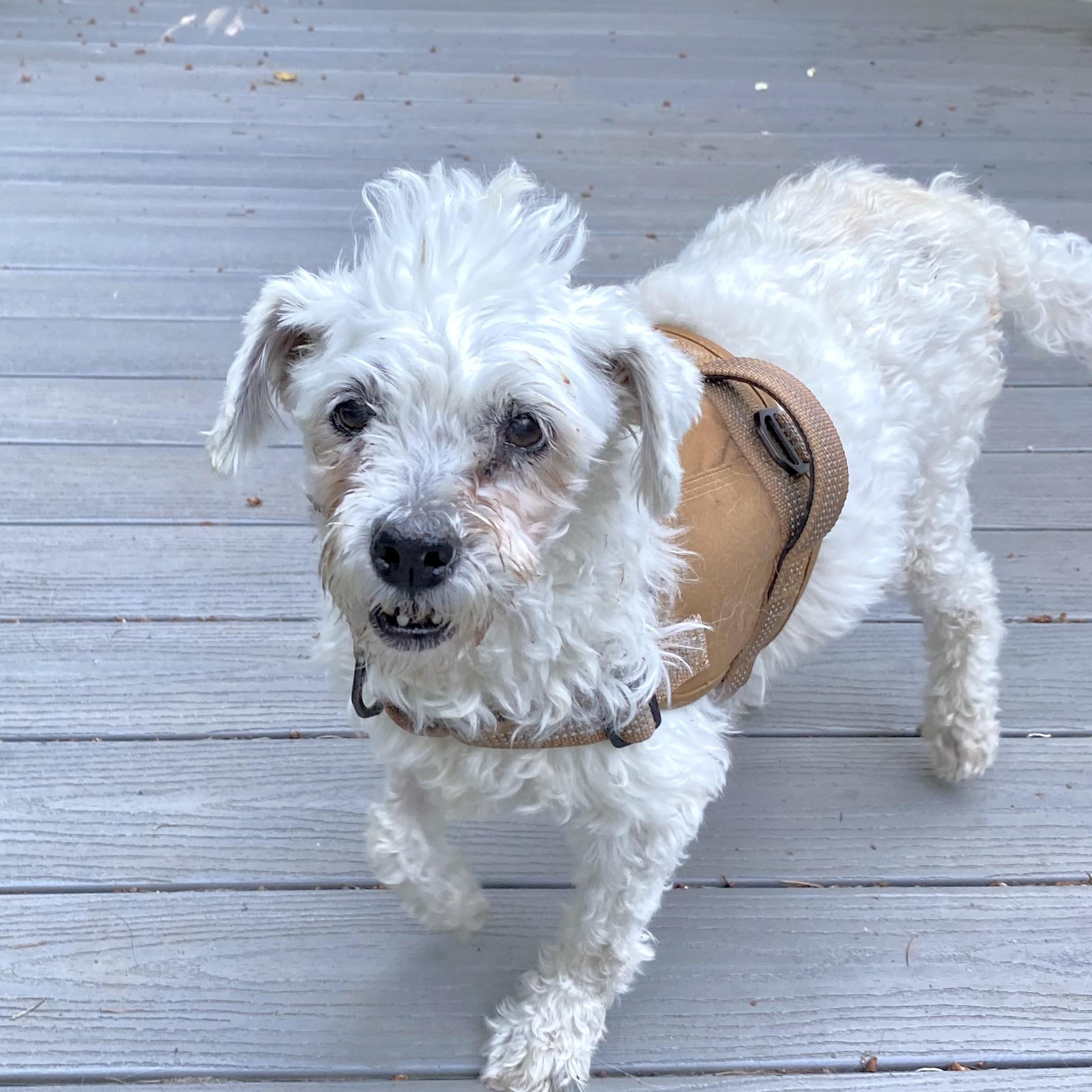 Duchess, Adoptable, Senior Female Maltese & Maltipoo.