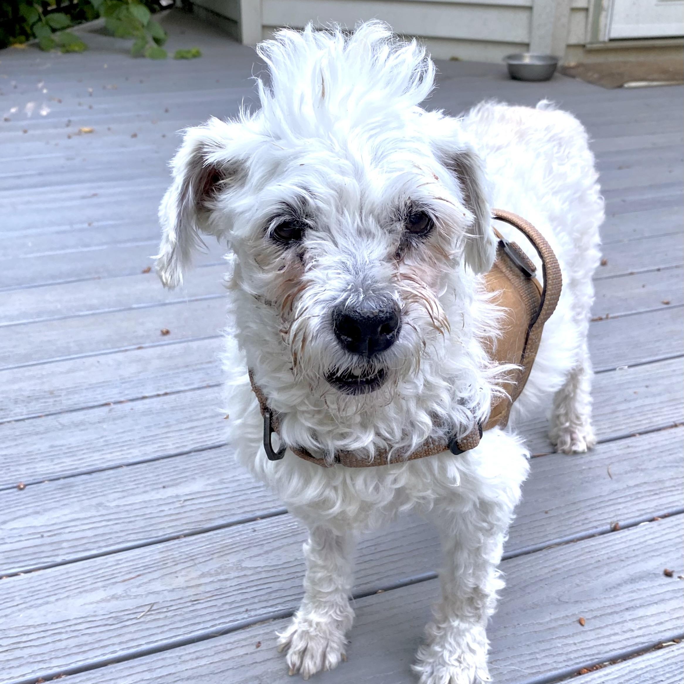 Enlarge Duchess, a Adoptable mixed breed in Saint Helens, OR image 3/5