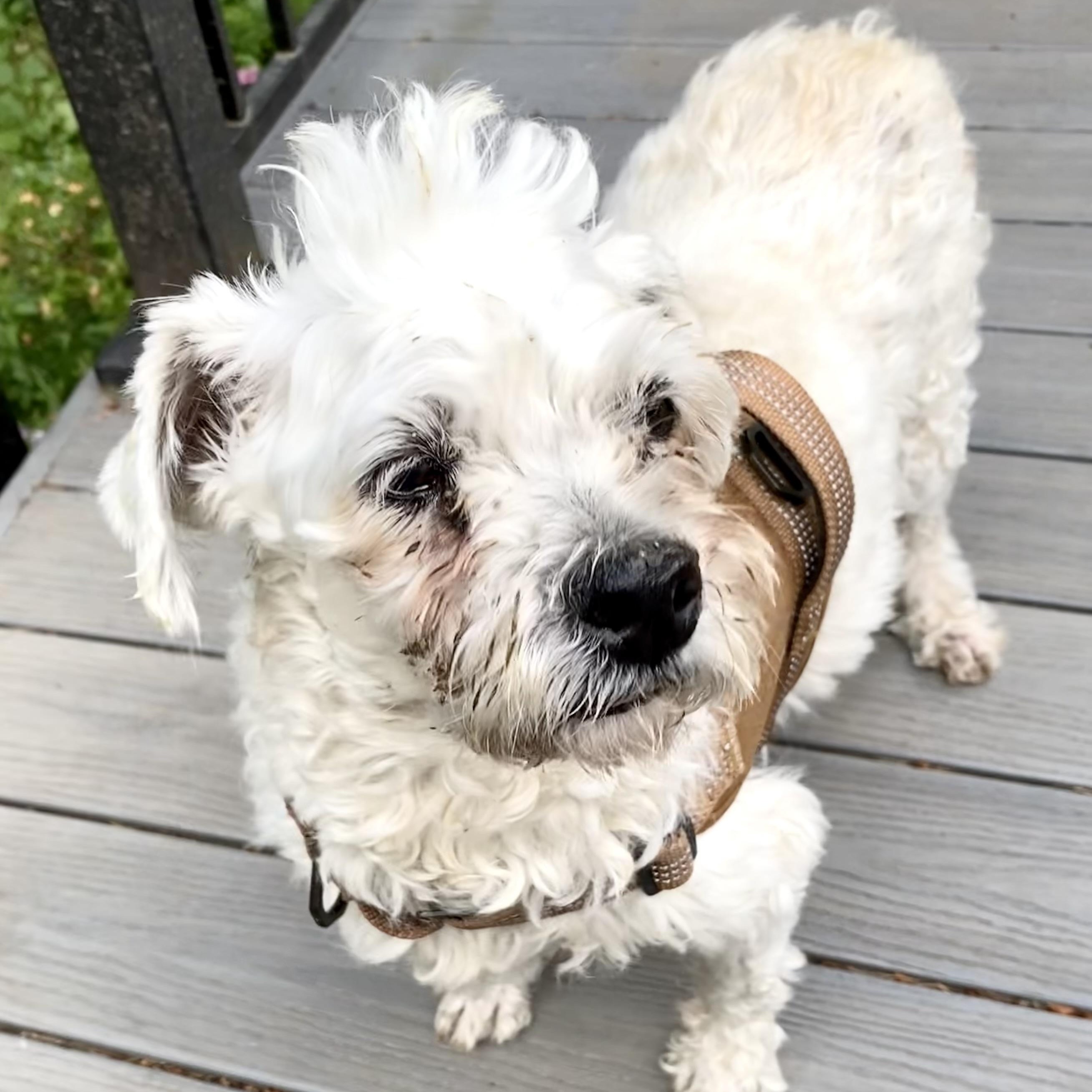 Enlarge Duchess, a Adoptable mixed breed in Saint Helens, OR image 4/5