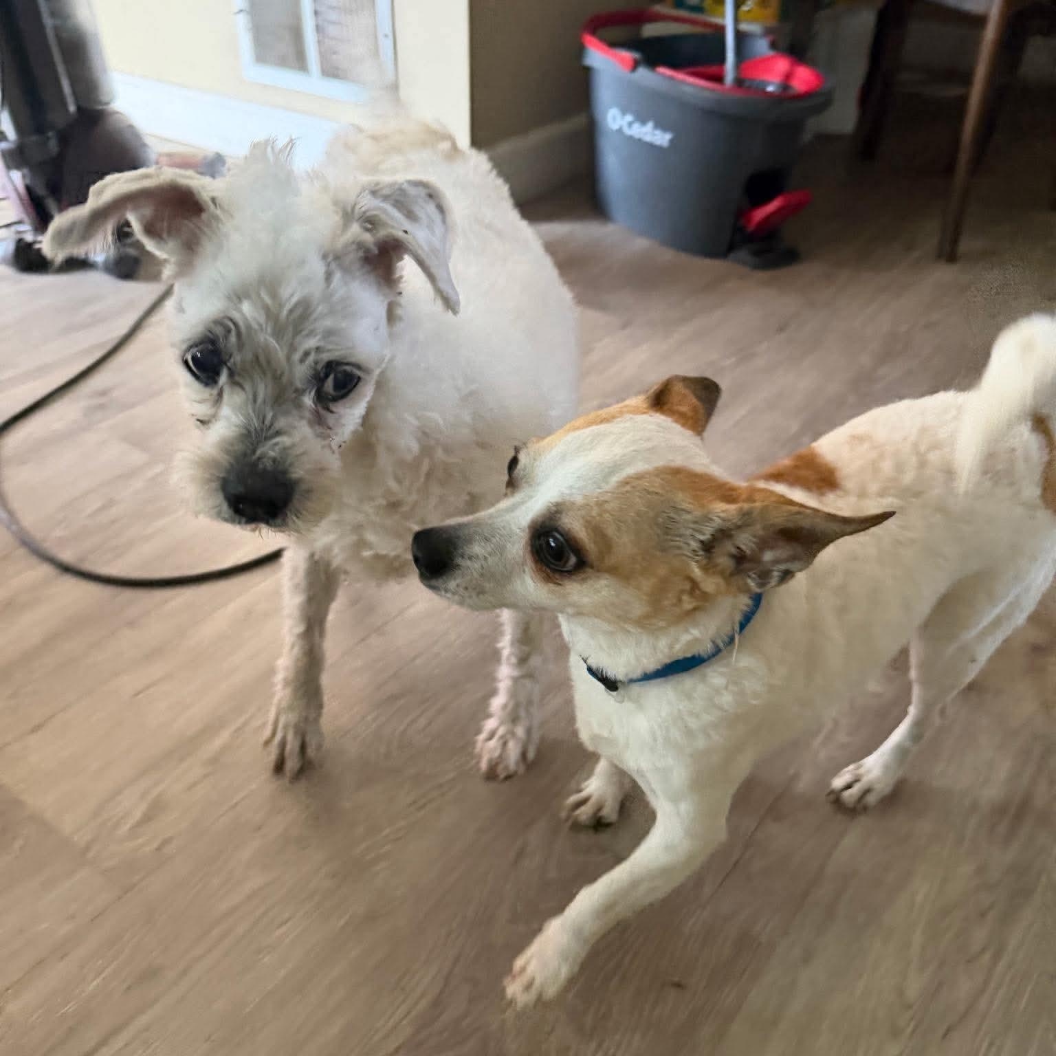 Enlarge Duchess, a Adoptable mixed breed in Saint Helens, OR image 2/5