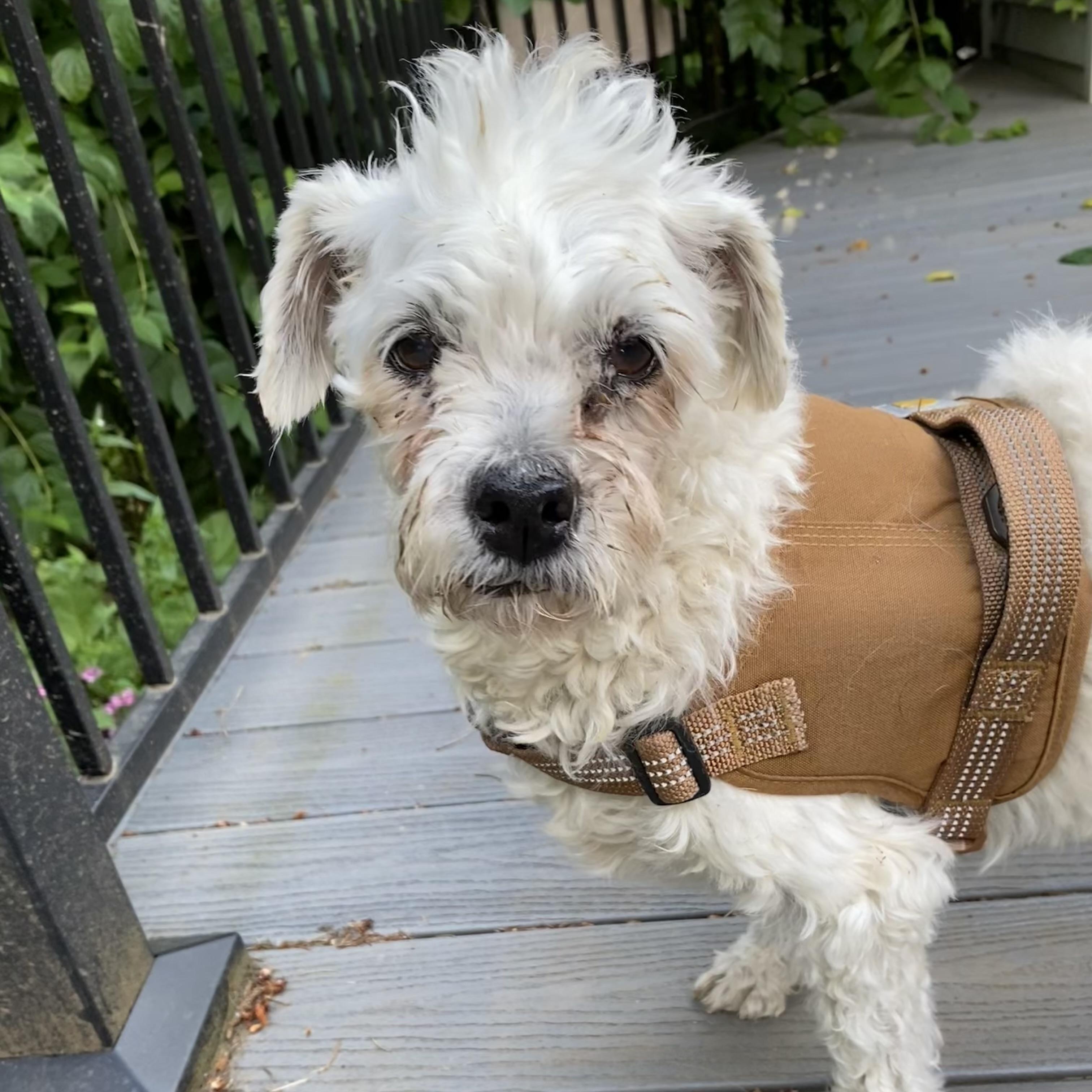 Enlarge Duchess, a Adoptable mixed breed in Saint Helens, OR image 5/5