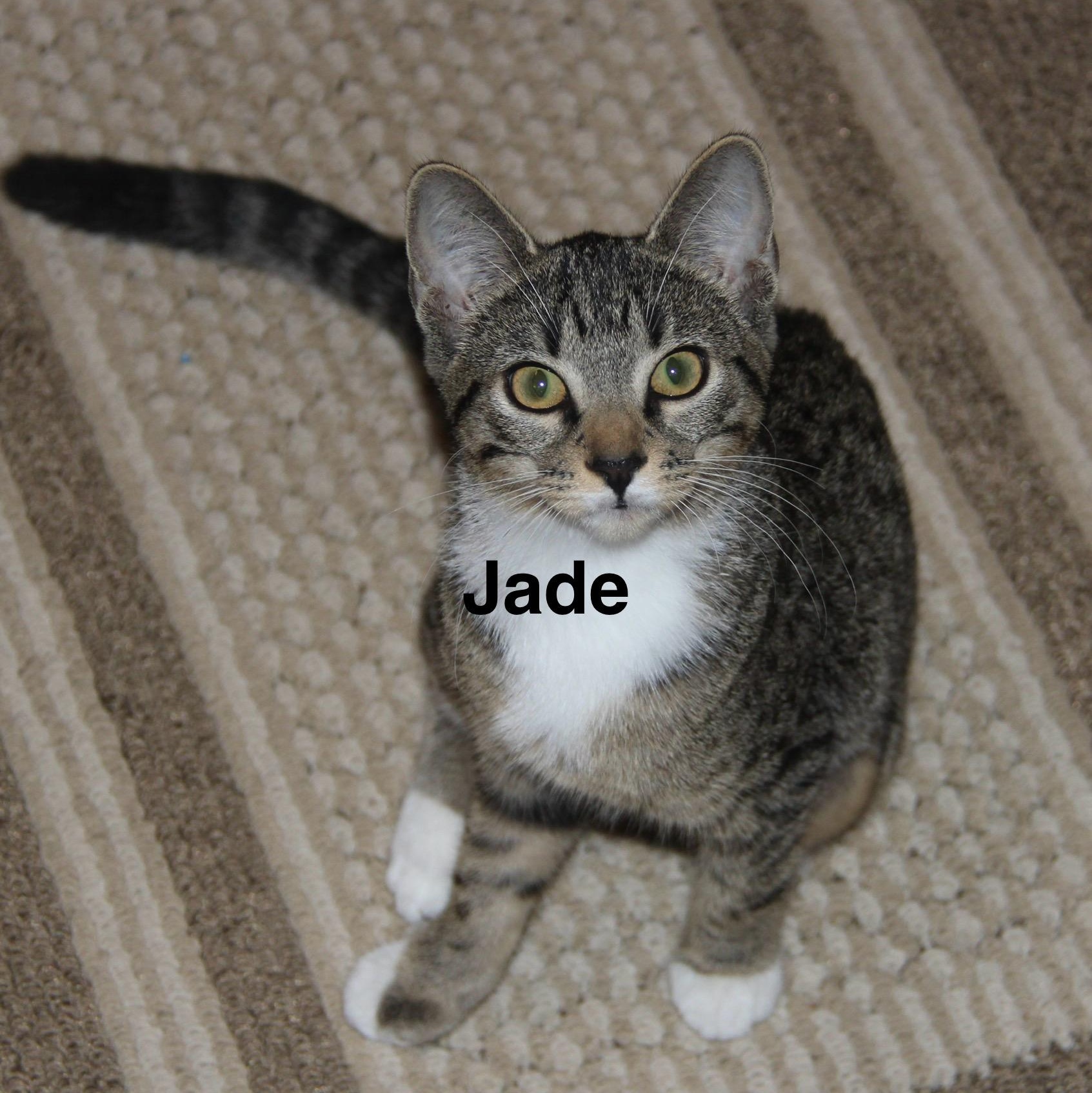 Enlarge Jade, a Adoptable mixed breed in Blaine , MN image 2/5