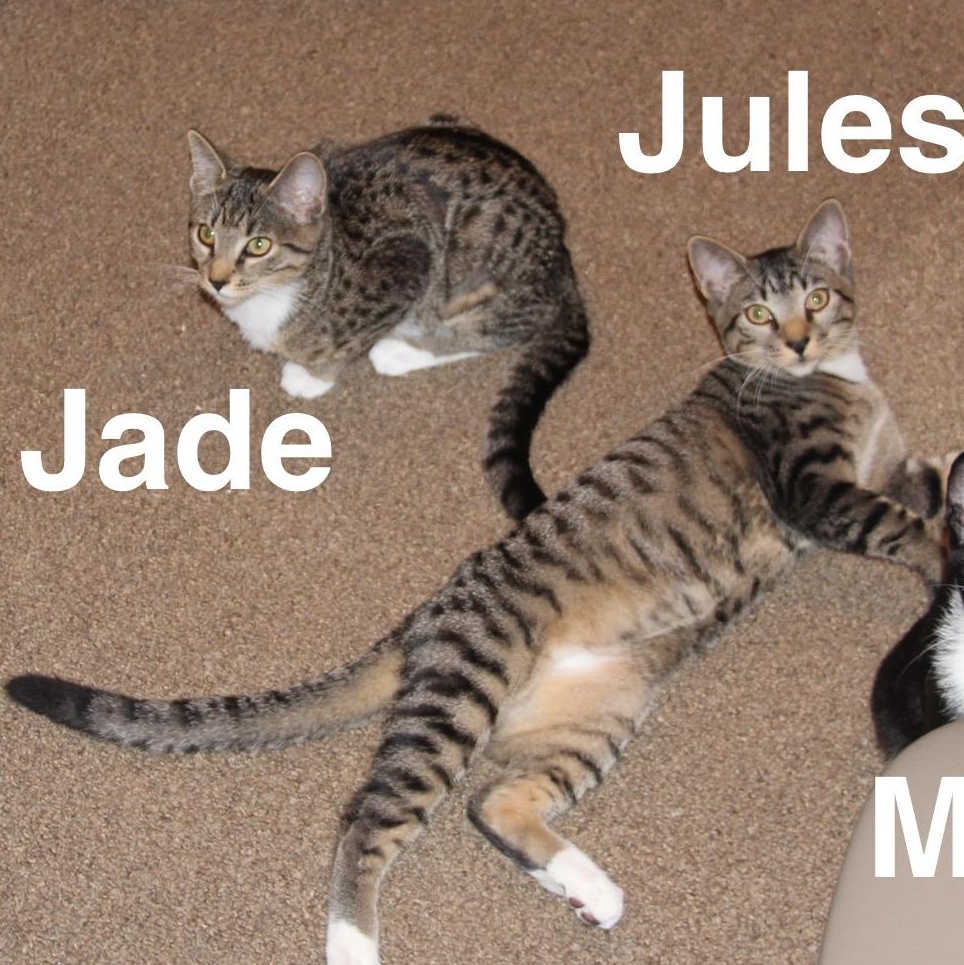 Enlarge Jade, a Adoptable mixed breed in Blaine , MN image 3/5