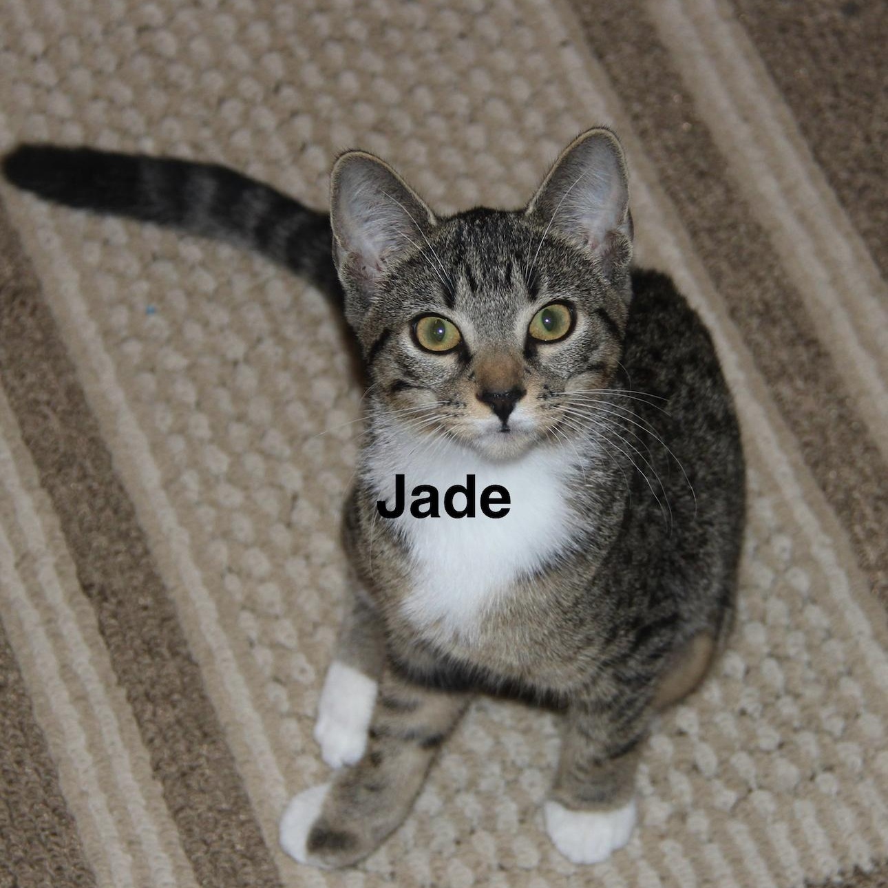 Enlarge Jade, a Adoptable mixed breed in Blaine , MN image 5/5