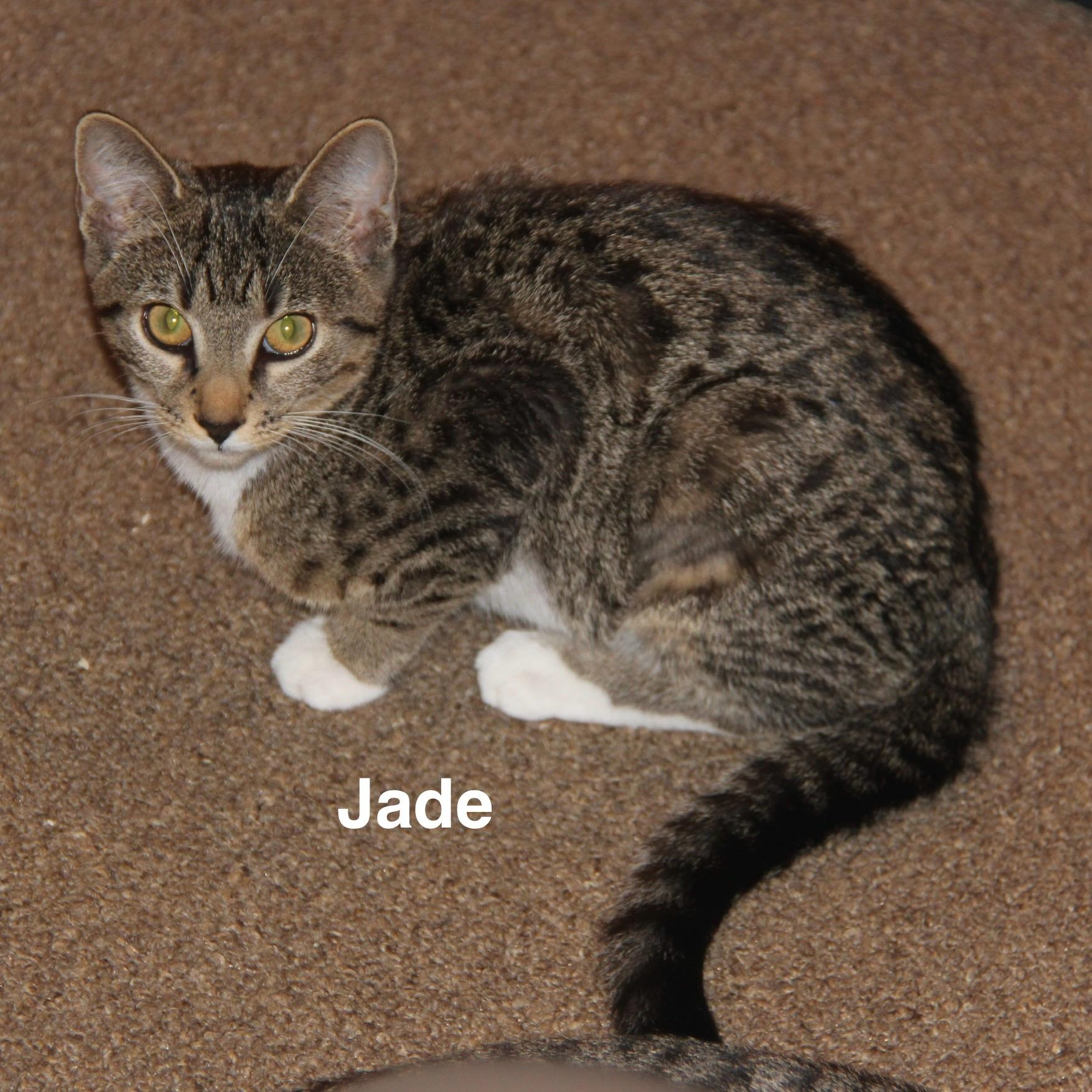 Enlarge Jade, a Adoptable mixed breed in Blaine , MN image 4/5