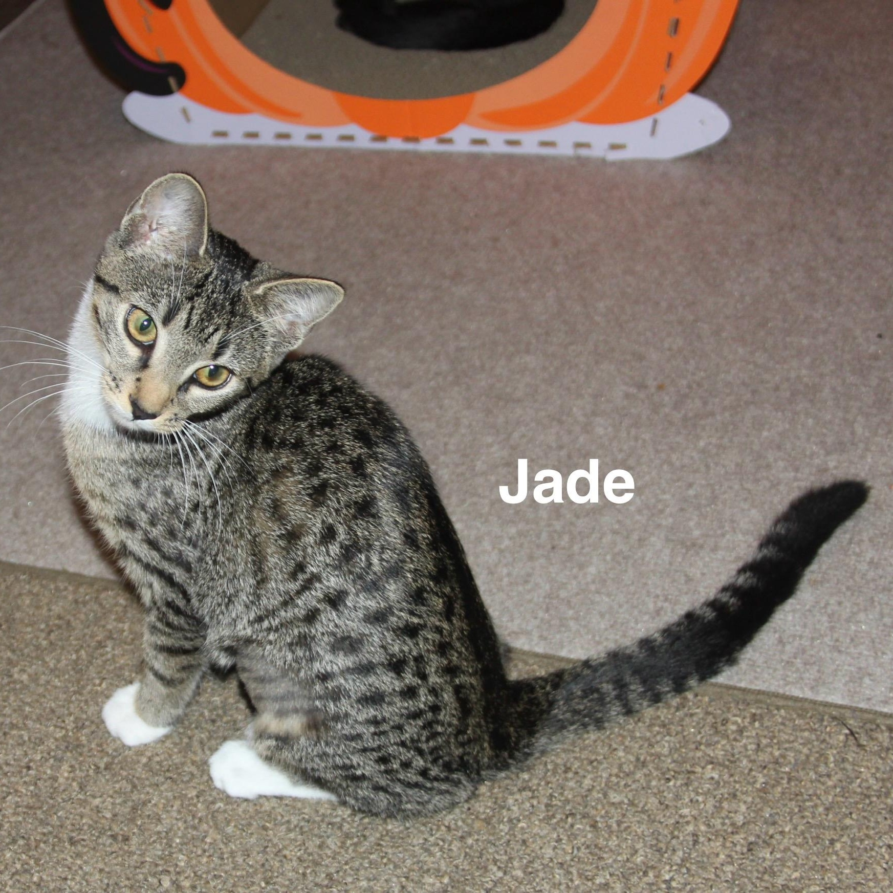 Enlarge Jade, a Adoptable mixed breed in Blaine , MN image 1/5