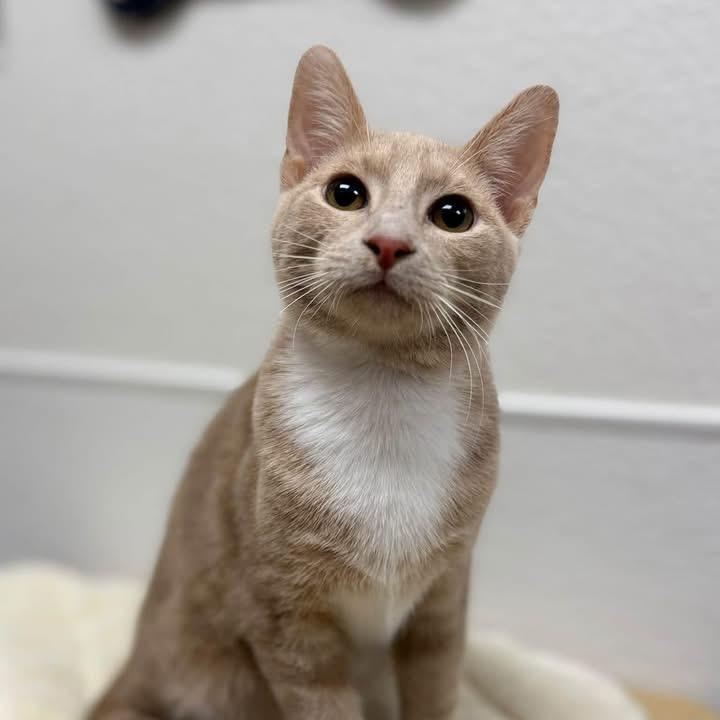 Preston, Adoptable, Kitten Male Domestic Short Hair.