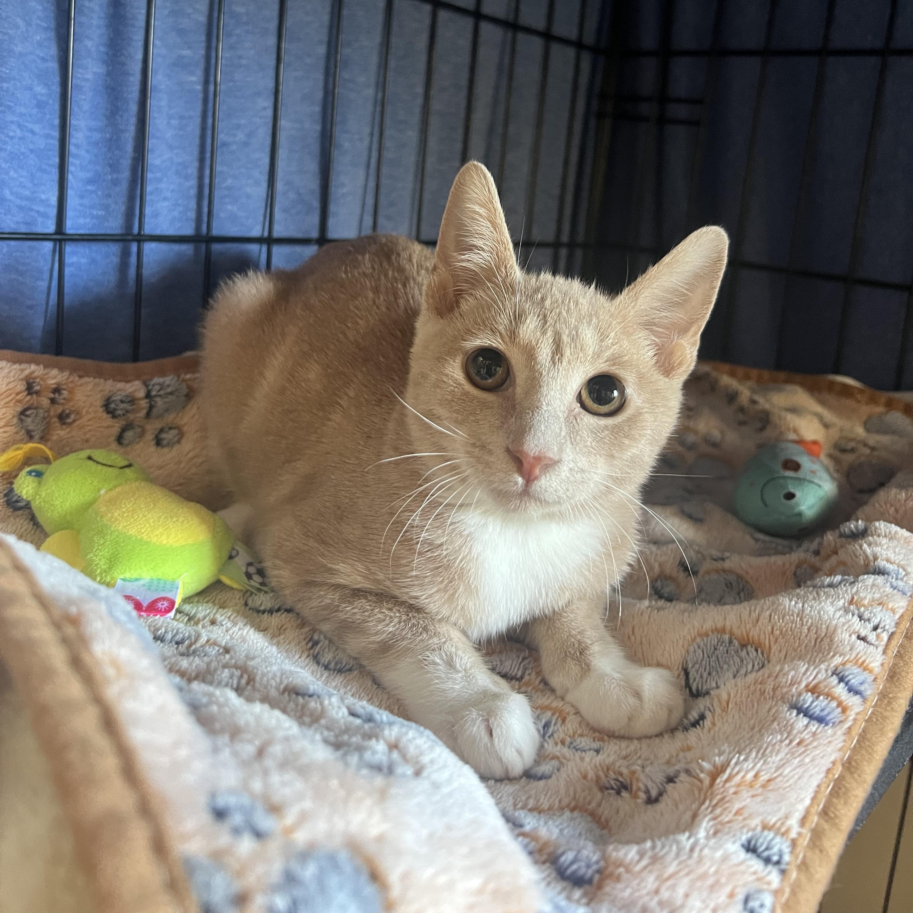 Enlarge Preston, a Adoptable Domestic Short Hair in Chandler, AZ image 3/4
