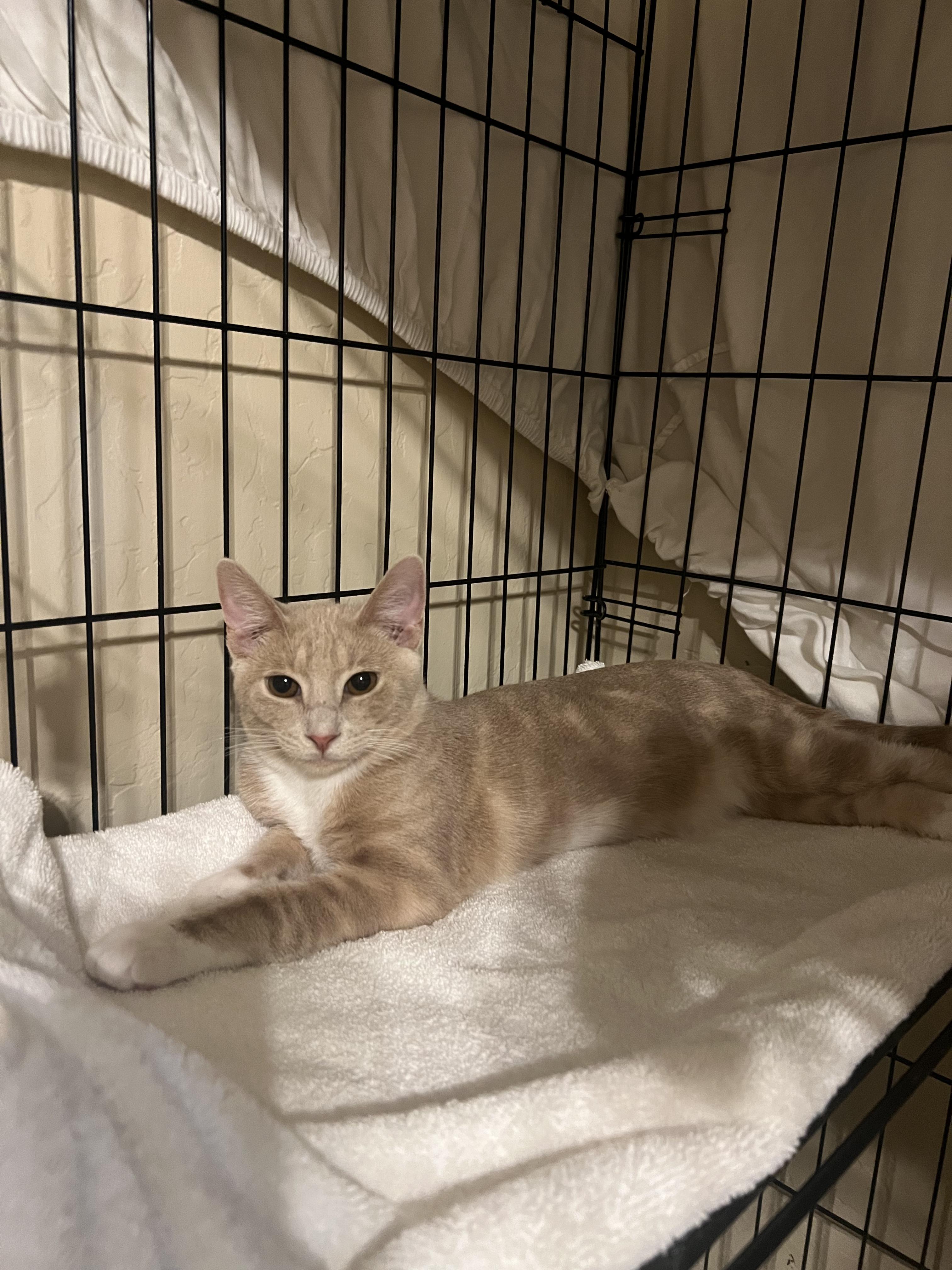 Enlarge Preston, a Adoptable Domestic Short Hair in Chandler, AZ image 4/4