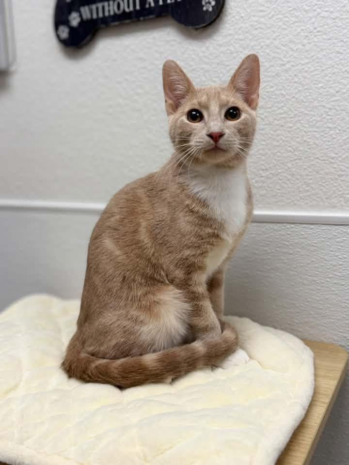 Enlarge Preston, a Adoptable Domestic Short Hair in Chandler, AZ image 2/4