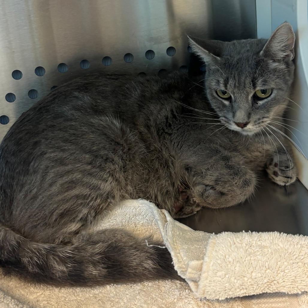 Enlarge Mashed Potato, a Adoptable Domestic Short Hair in Norman, OK image 1/1