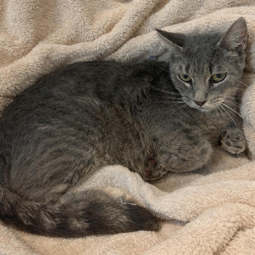 Enlarge Mashed Potato, a Adoptable Domestic Short Hair in Norman, OK image 2/2
