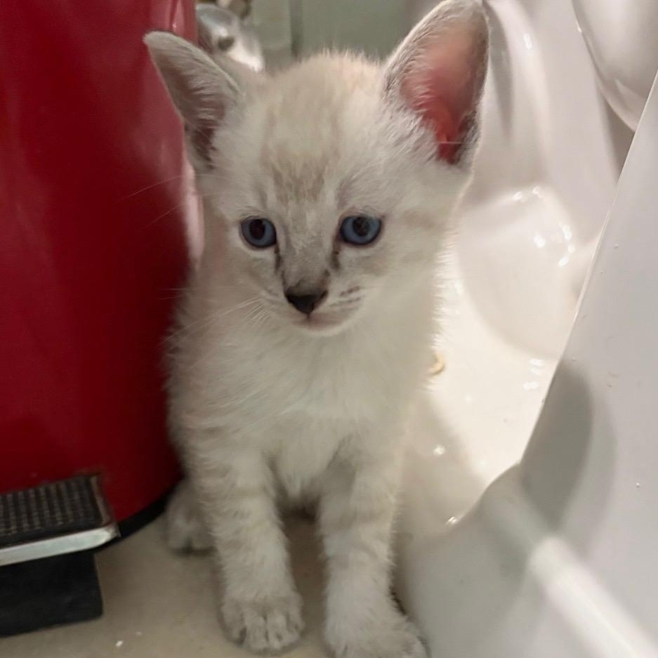 Yuki, ADOPTABLE, Kitten Male Snowshoe & American Shorthair.