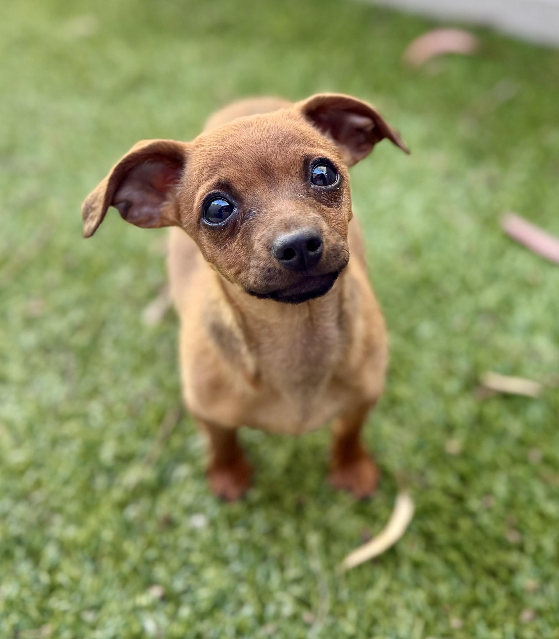 Penny Rose, an adopted mixed breed in Los Alamitos, CA image 3/6
